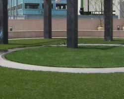 Wall Grass